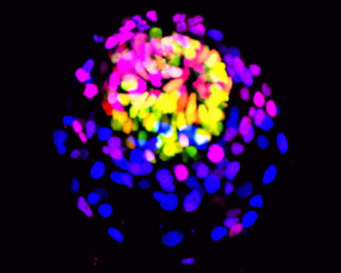 Lab-grown embryo models are getting more realistic. Scientists are getting more concerned
