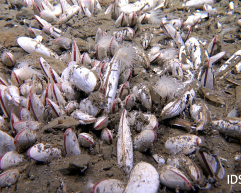 A submersible finds sea creatures thriving in the deepest parts of the ocean