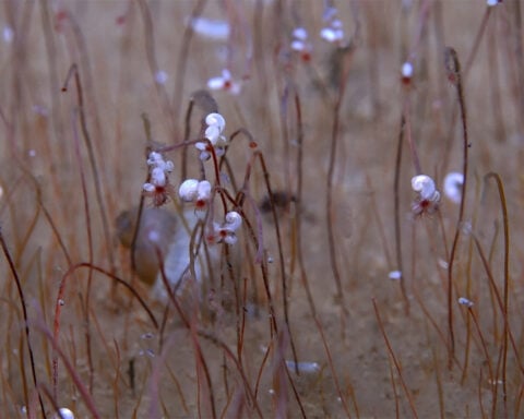 A 'vibrant oasis' of chemical-eating creatures found in the deep Pacific
