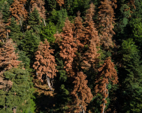 EU climate goals at risk as ailing forests absorb less CO2, scientists say
