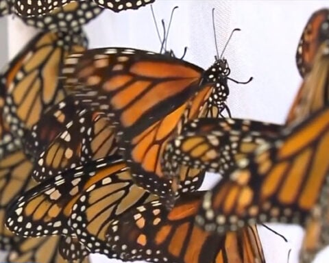 An invasive species is popping up in Boston - and it's threatening monarch butterflies