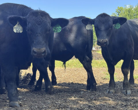 Ranchers say expanding herds to take advantage of record retail beef prices isn't so simple