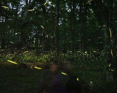 Fireflies are lighting up summer skies. But the glowing bugs are still on the decline