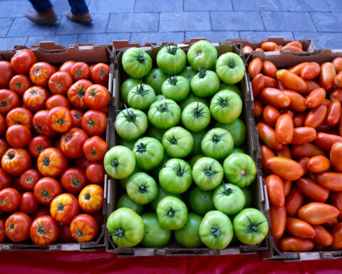 The modern potato evolved from a wild tomato fling 9 million years ago, scientists say