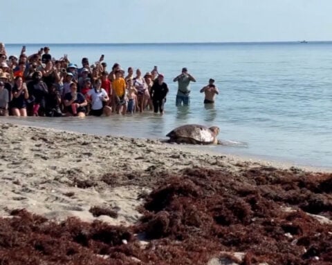 Pregnant sea turtle returns to the ocean after months of rehab