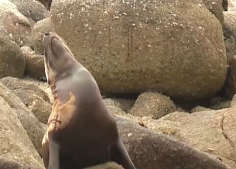 Beachgoer witnesses illegal seal mutilation