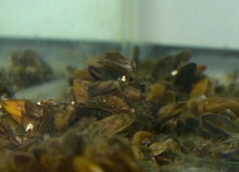 Scientist in Davis working to create solution to invasive Golden Mussels