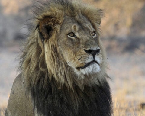 A trophy hunter killed a lion in Zimbabwe that was part of a research project, sparking anger