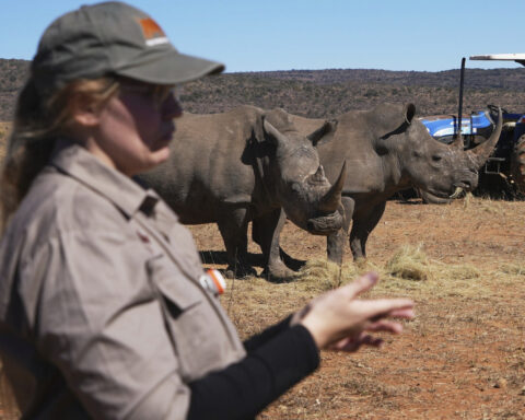 Scientists in South Africa are making rhino horns radioactive to fight poaching
