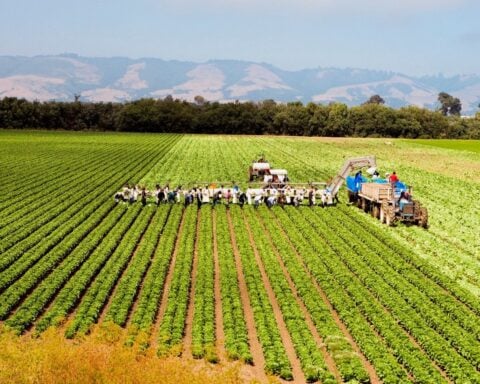 Will your food get more expensive? ICE targets farm workers