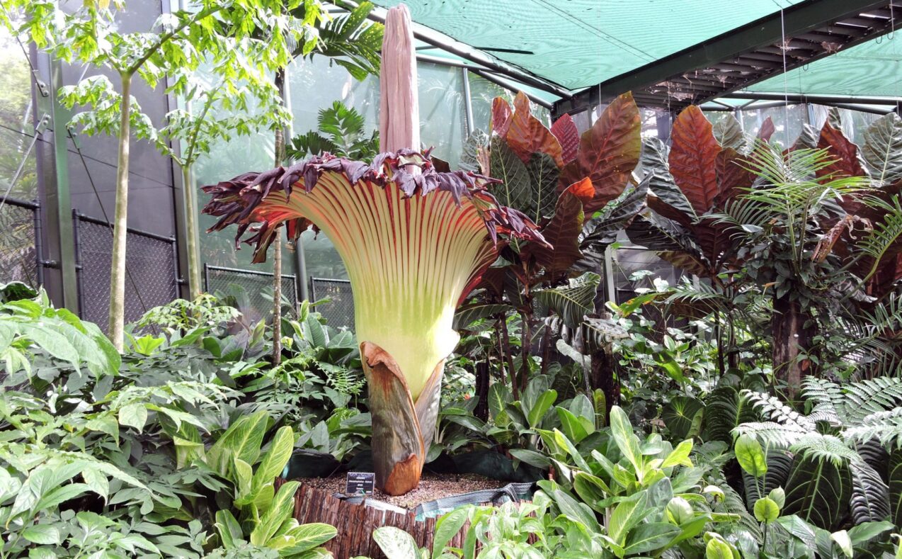 Corpse flower bloom