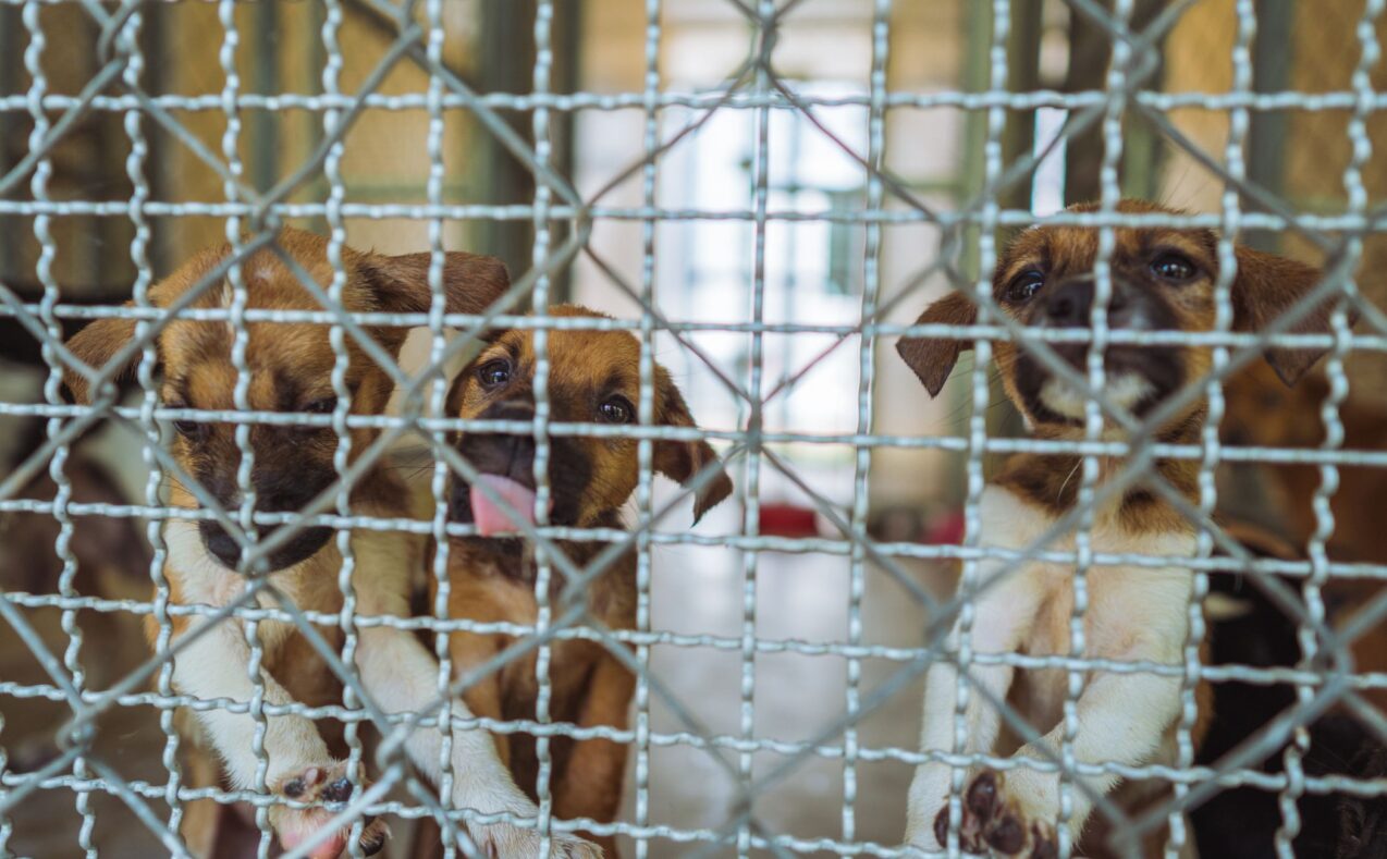 Puppy mill