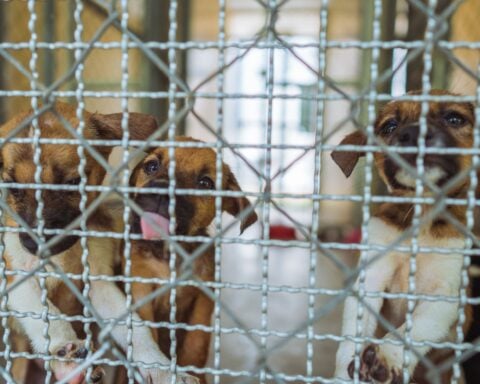 California bills aim to close loopholes in pet sales after puppy mill investigation