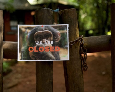 Sierra Leone chimp refuge shuts doors to tourists to protest deforestation