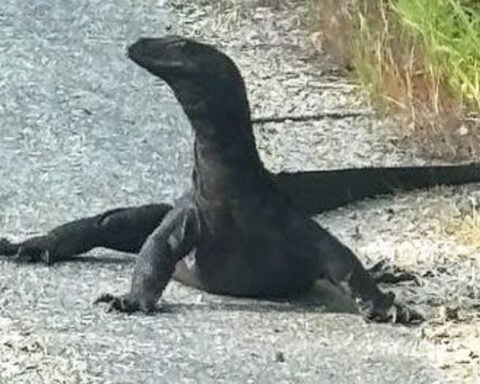 Escaped 5-foot-long water monitor lizard spotted again wandering in Massachusetts