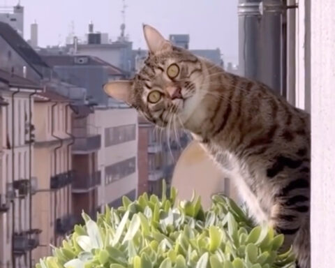 Now playing in movie theaters: 73 minutes of cat videos, for a good cause