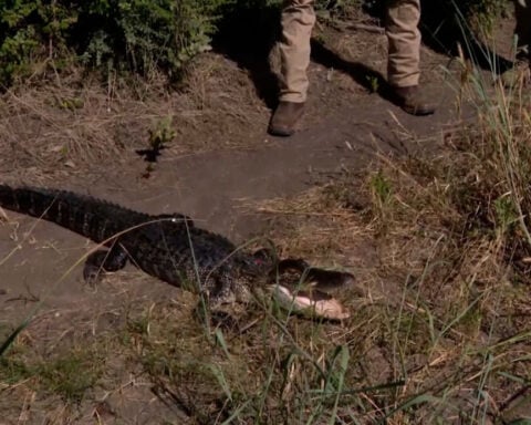 Alligators are nesting in Fort Worth — and researchers are racing to track them