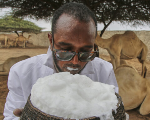 Somalia's camel milk revolution is improving nutrition and creating jobs