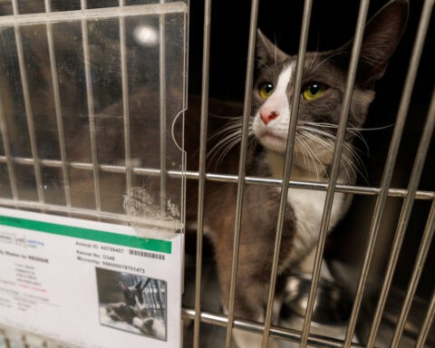 Pets end up in LA shelters after owners detained in immigration raids