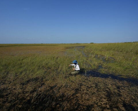 National parks are key conservation areas for wildlife and natural resources