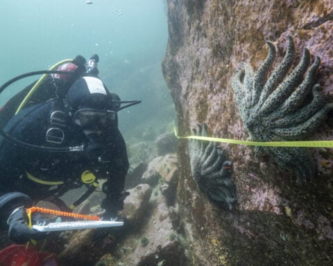 Scientists say they have solved the mystery of what killed more than 5 billion sea stars