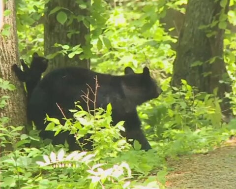 NC Wildlife officials urge bear safety after man was injured during an encounter
