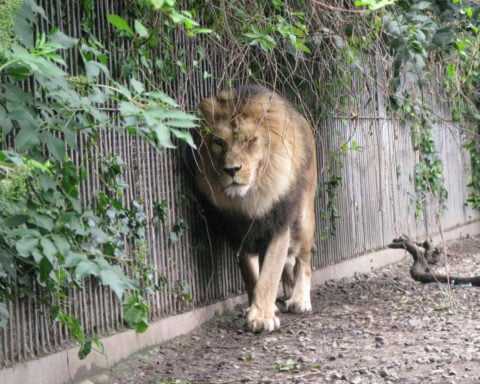 Denmark zoo asks people to donate unwanted pets to feed predators and imitate ‘natural food chain’