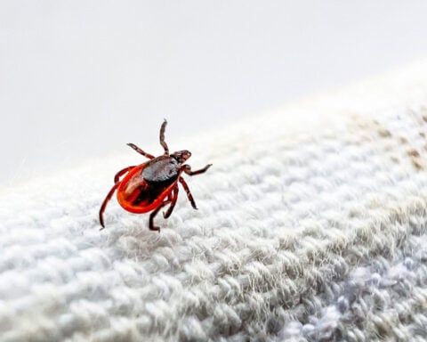 A warmer, humid world where ticks thrive is increasing spread of Lyme and other diseases