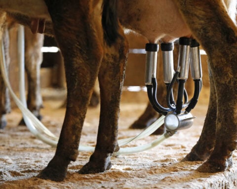 Raw milk sickens 21 people in Florida including 6 children