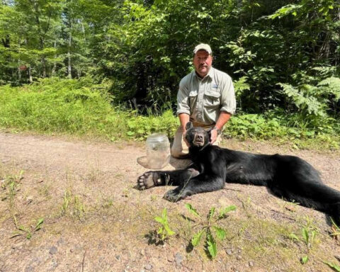 Plastic jug removed from Wisconsin bear's head