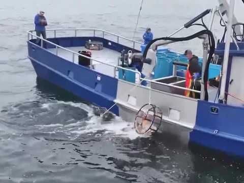 Whale-safe pop-up gear could bring crab back to Monterey Bay markets