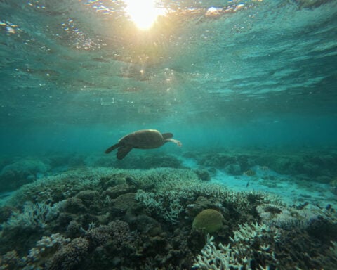 Australia’s Great Barrier Reef devastated by worst coral bleaching on record, new report finds