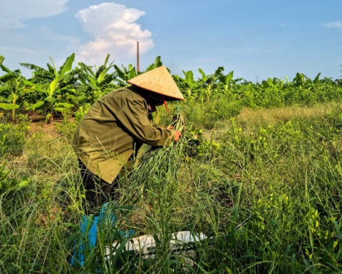 Fistful of dollars and rice for Vietnam farmers displaced for $1.5 billion Trump golf club