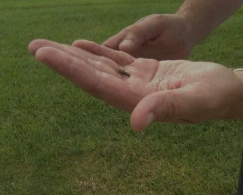 Homeowners fight back against fall armyworms' march across the city