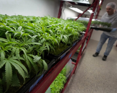 What to know about Trump's potential change in federal marijuana policy