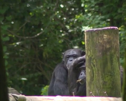 USDA inspection finds pests, drainage issues at Jackson Zoo