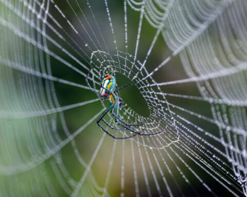 Spiderweb silks and architectures reveal millions of years of evolutionary ingenuity