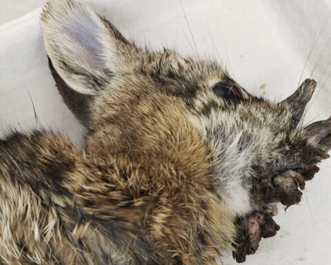 Rabbits with 'horns' in Colorado are being called 'Frankenstein bunnies.' Here's why