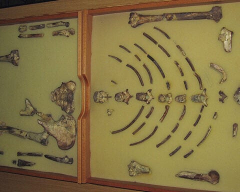 Ethiopian fossil Lucy leaves for her first exhibition in Europe