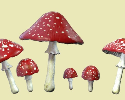 The growing fad of ‘microdosing’ mushrooms is leading to an uptick in poison control center calls and emergency room visits