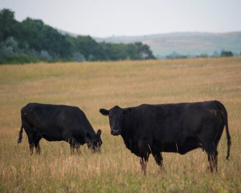 US allows emergency authorizations of animal drugs to fight screwworms