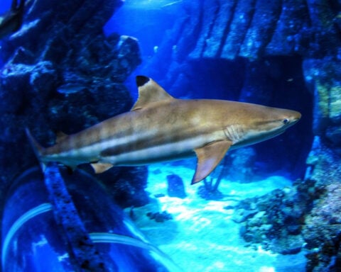 The ocean is getting more acidic, and it could affect sharks’ teeth