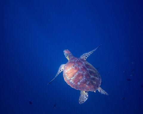 A second chance at sea: Rescued olive ridley turtle returns home 