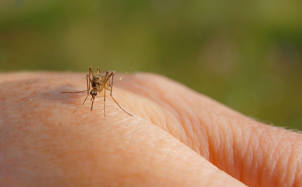 mosquito bite