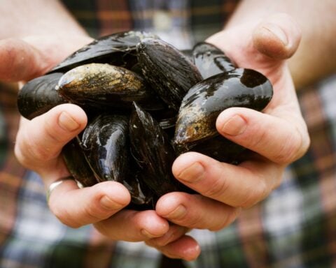 California races to stop golden mussels from threatening water supply