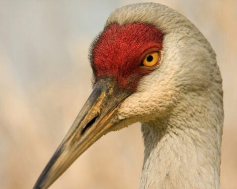 The surprising recovery of once-rare birds