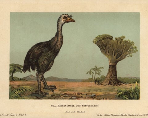 New research, at odds with 2023 study, argues we’re not witnessing a sixth mass extinction event