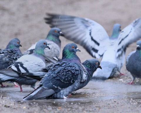 Biotech firm announces ‘pivotal step’ in effort to bring back the dodo