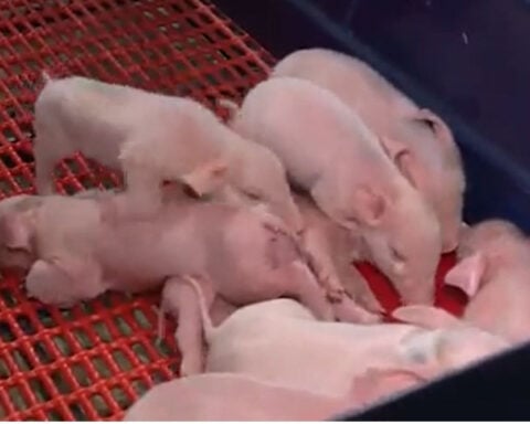 Unique exhibit offers chance to witness 'miracle of life' at Oklahoma State Fair