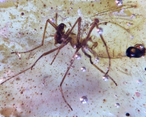 Amber from Ecuador reveals insects from the age of dinosaurs